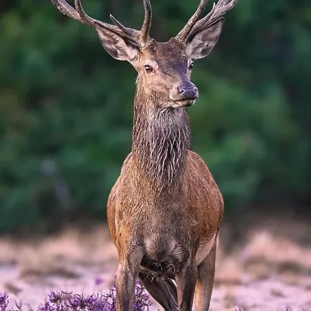 Hébergement de vacances Bosboerderij De Veluwe, Luxe In Het Bos